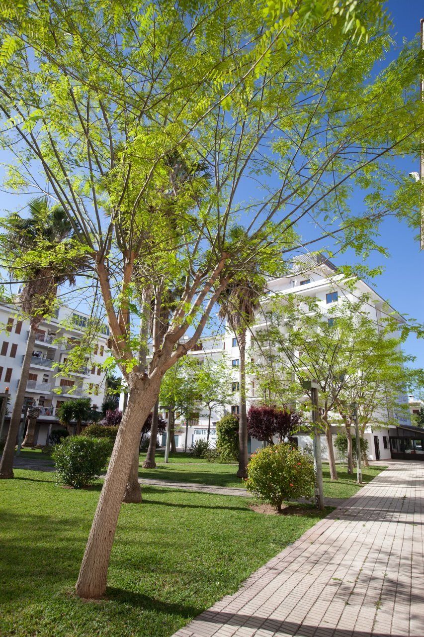 Apartamentos Ferrer Lime Tamarindos Port de Alcudia  Екстер'єр фото